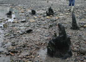 A trip with the archaeologists on the River Thames