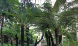 Kew Gardens – The Glasshouses