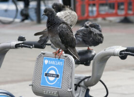 Pigeons riding Boris Bikes