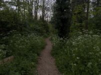 Take a short walk through Dog Kennel Hill Wood