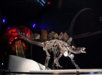 Tangerine dreams with new Dinosaur at the Natural History Museum
