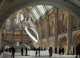 Giant flying whale to dominate the Natural History Museum