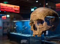 From woolly mammoths to plague to marmalade – Crossrail’s legacy goes on display