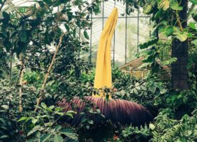 Just two days to see Kew Garden’s “rotting corpse” flower in bloom