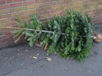 List of London councils that collect your Christmas trees