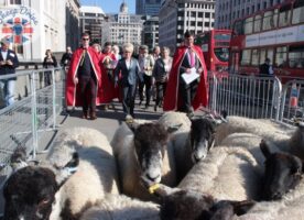 Tickets Alert: Take Sheep across London Bridge