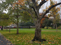 London’s Pocket Parks: King George’s Fields, Rotherhithe