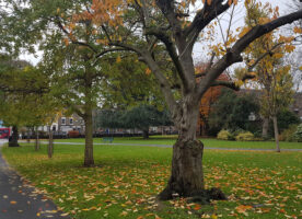 London’s Pocket Parks: King George’s Fields, Rotherhithe