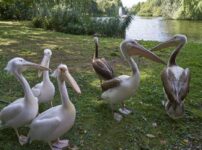 Watch the virtual feeding of the royal pelicans