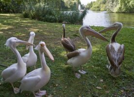 Watch the virtual feeding of the royal pelicans