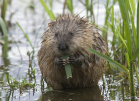 Water voles are being reintroduced to London