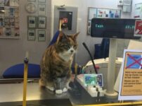 A statue planned for the Penge East station cat
