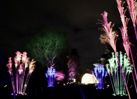 Tickets Alert: Winter lights at Kew go back on sale