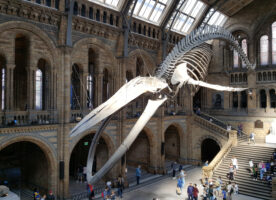 Booking opens for the Natural History Museum