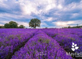 Mayfield’s lavender fields reopen next month