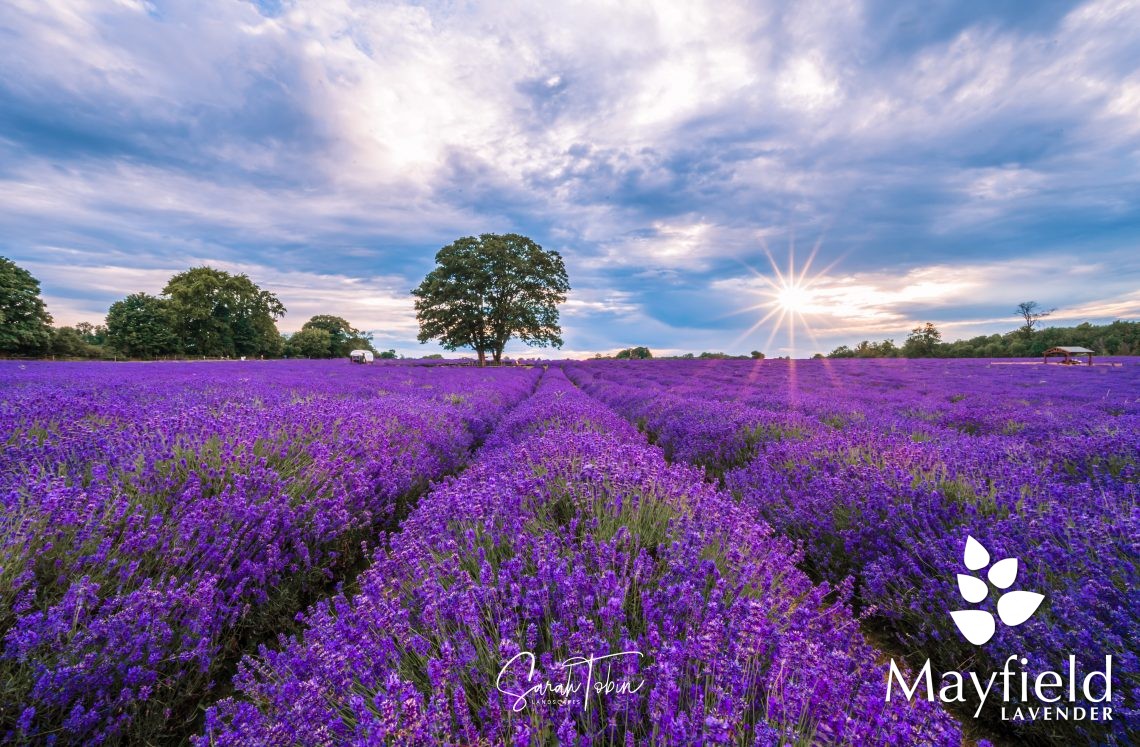 Mayfield's lavender fields reopen next month