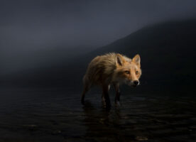 Natural History Museum previews Wildlife Photographer exhibition photos