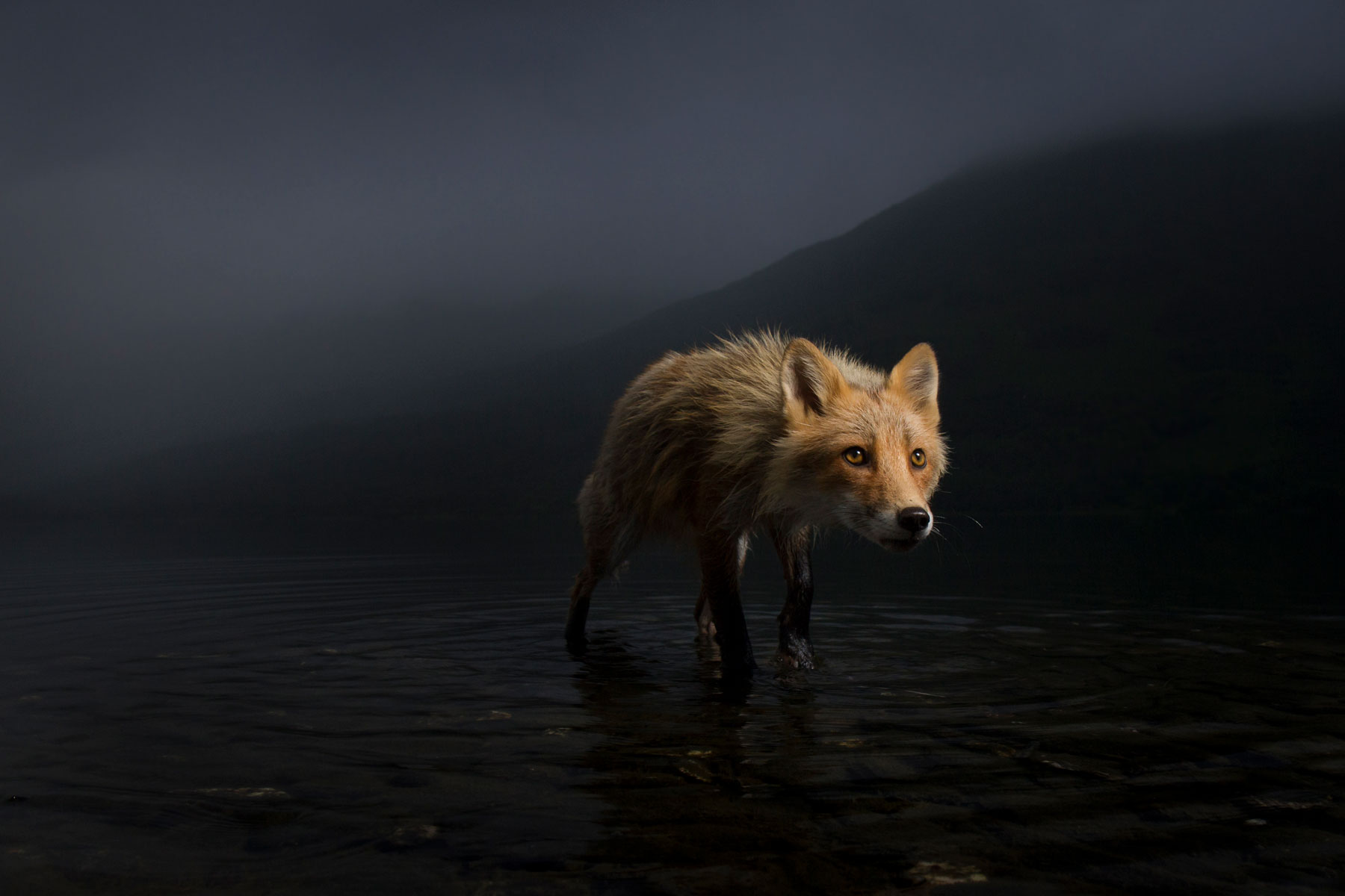 Natural History Museum previews Wildlife Photographer exhibition photos