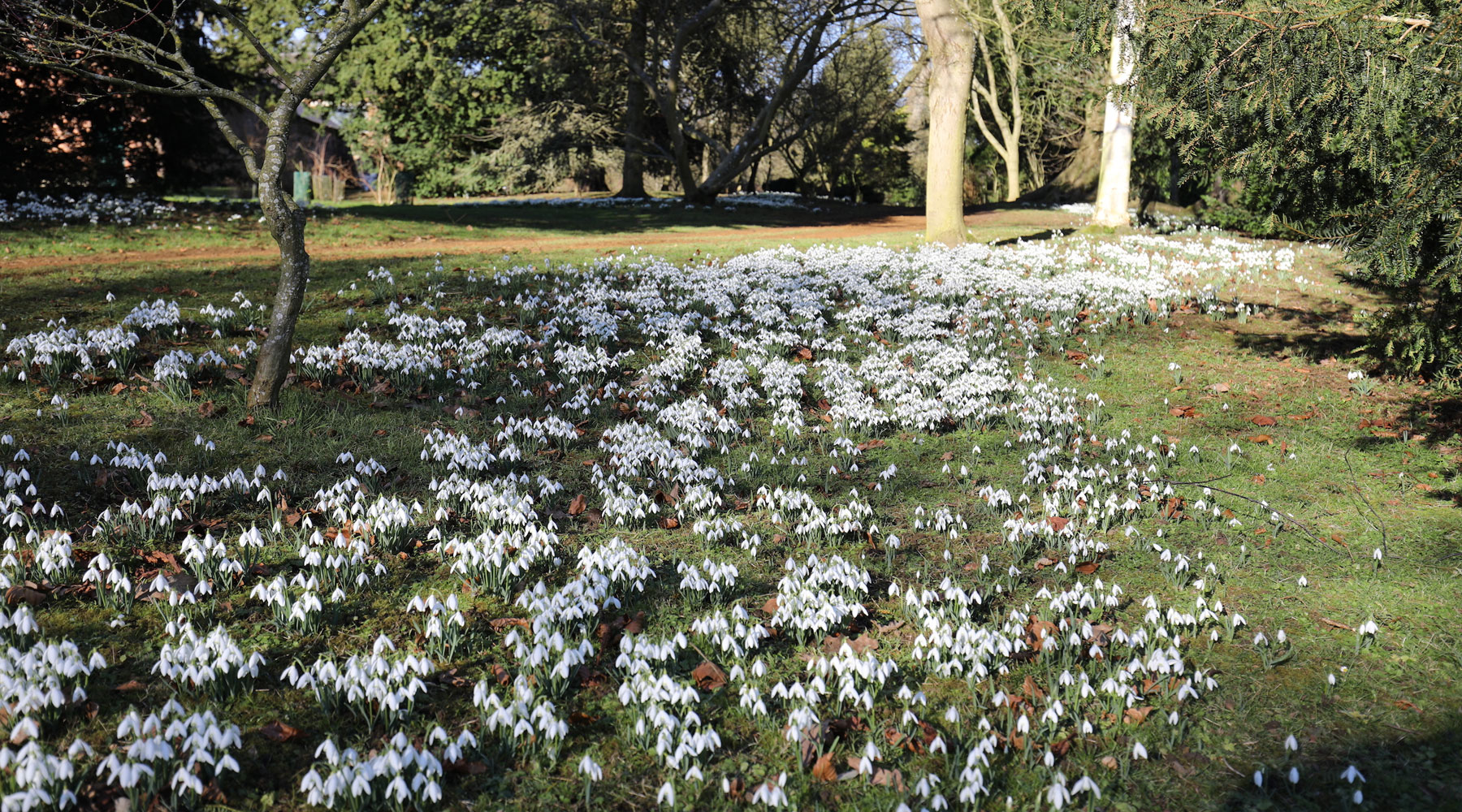 See over 600 varieties of snowdrops at Thenford Arboretum