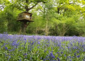 Perivale Wood’s bluebells open days announced