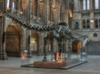 One of our dinosaurs isn’t missing – Dippy’s back at the Natural History Museum