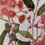The RHS Botanical Art and Photography Show