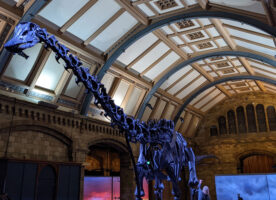 Dippy the dinosaur returns to the Natural History Museum