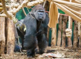 London Zoo takes delivery of a new male gorilla