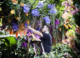 Kew Gardens’ orchid festival returns in 2023