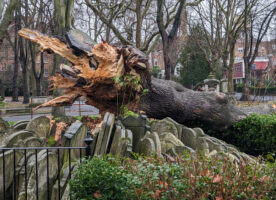 Obituary: The Hardy Tree, St Pancras Old Church
