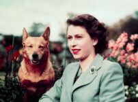 The Queen and her Corgis coming to the Wallace Collection