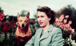 The Queen and her Corgis coming to the Wallace Collection