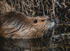 Beavers could protect a tube station from flooding