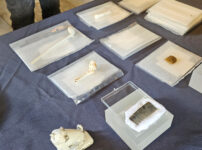 HS2 archaeology exhibition opens in central London