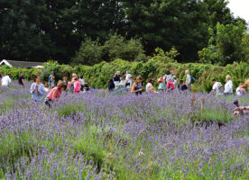 Carshalton’s annual Lavender harvest returns next month