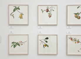 Botanical art show blooms with delicate wonders at the Saatchi Gallery