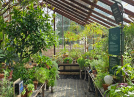 Free entry to the Chelsea Physic Garden to see the restored Glasshouses