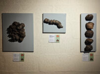 From elephant dung to avian splats: An unusual exhibition spotlights the world of animal poo