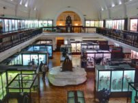 Horniman Museum to start having late openings