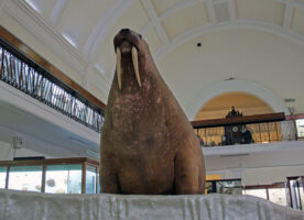 Just two months to visit the Horniman’s stuffed walrus