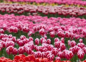 Visit the fields of tulips at Tullys Farm this Spring
