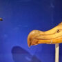 Birds: The Living Dinosaurs – This new NHM exhibiton tells their evolutionary tale