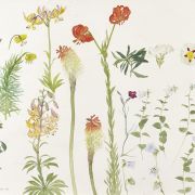 Elizabeth Blackadder: Favourite Flowers