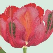 RHS Botanical Art and Photography Show