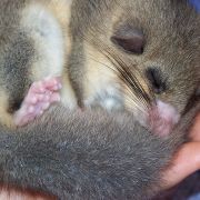 The Edible Dormouse with Dr Pat Morris