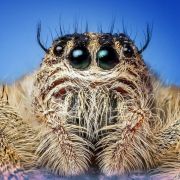 Spider sense: Uncover the secrets of spiders