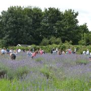 Carshalton's annual lavender harvest