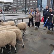 Sheep Drive across Southwark Bridge
