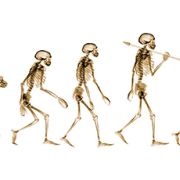 A 300,000-Year History of Human Evolution