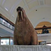 Last chance to visit the Horniman’s stuffed walrus